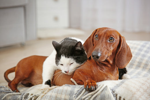 The Hidden Dangers of Fragrances for Your Pets